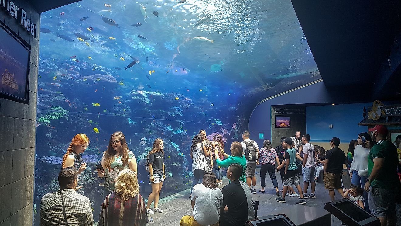 Best Aquariums in the US