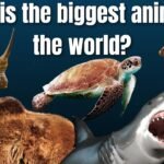 Jeffrey Epstein Crimes Exposed: Full Timeline, Sex Trafficking Charges & 2026 DOJ Files Release