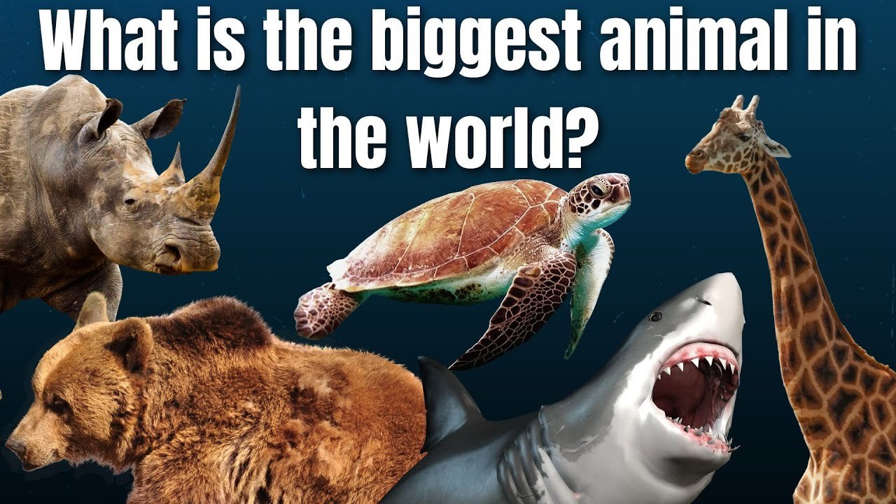 What Was the Biggest Animal in the World?