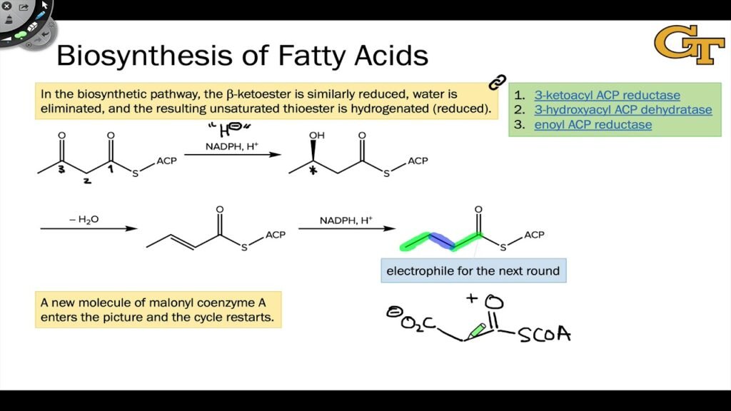 Select the Statement That Best Describes a Biosynthesis Reaction