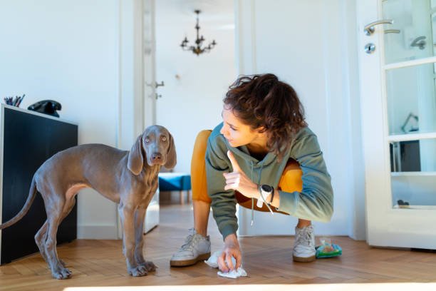 professional pet urine removal in Fairfax can help restore your home to a fresh and healthy condition.