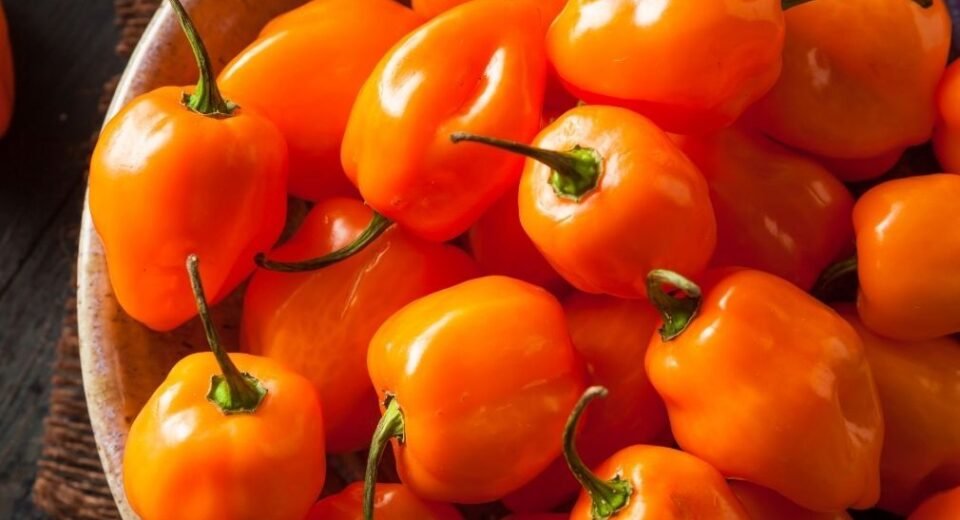 Habanero Flavor: Everything You Need to Know About This Fiery Sensation