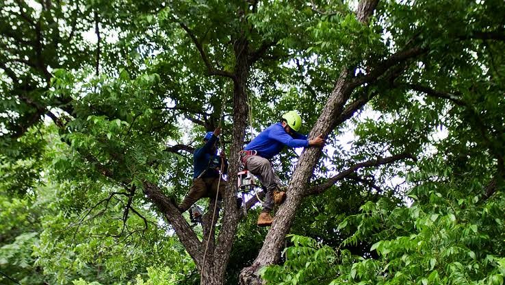 Tree Maintenance